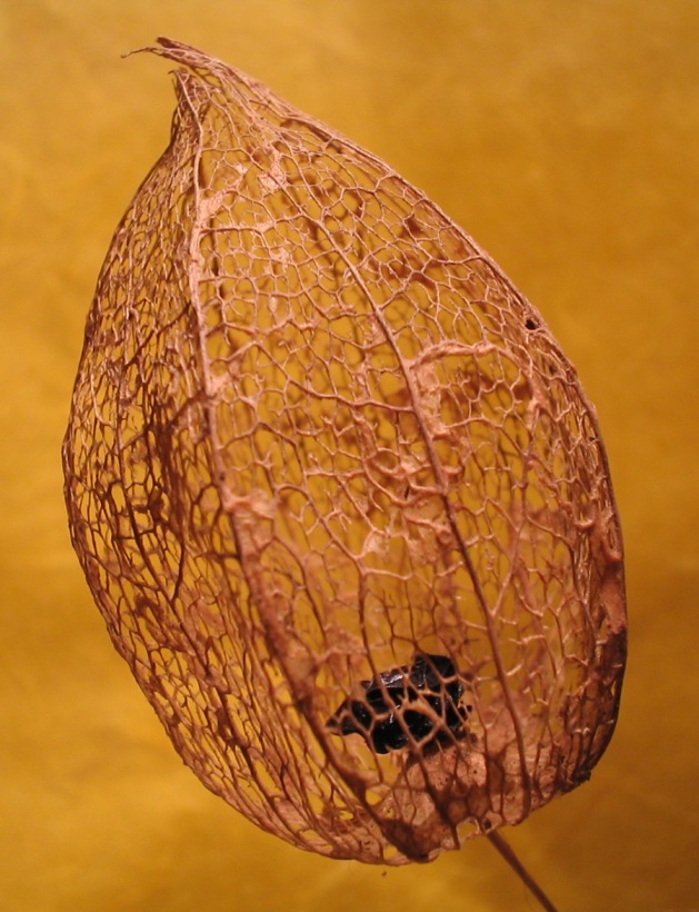 Frutto secco di Alkekengi officinarum (=Physalis alkekengi) (quiz)